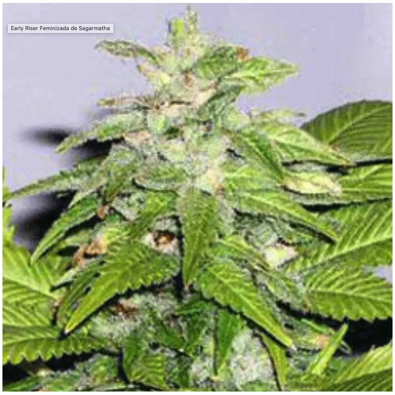 EARLY RISER · Sagarmatha Seeds · semillas de marihuana · Fem