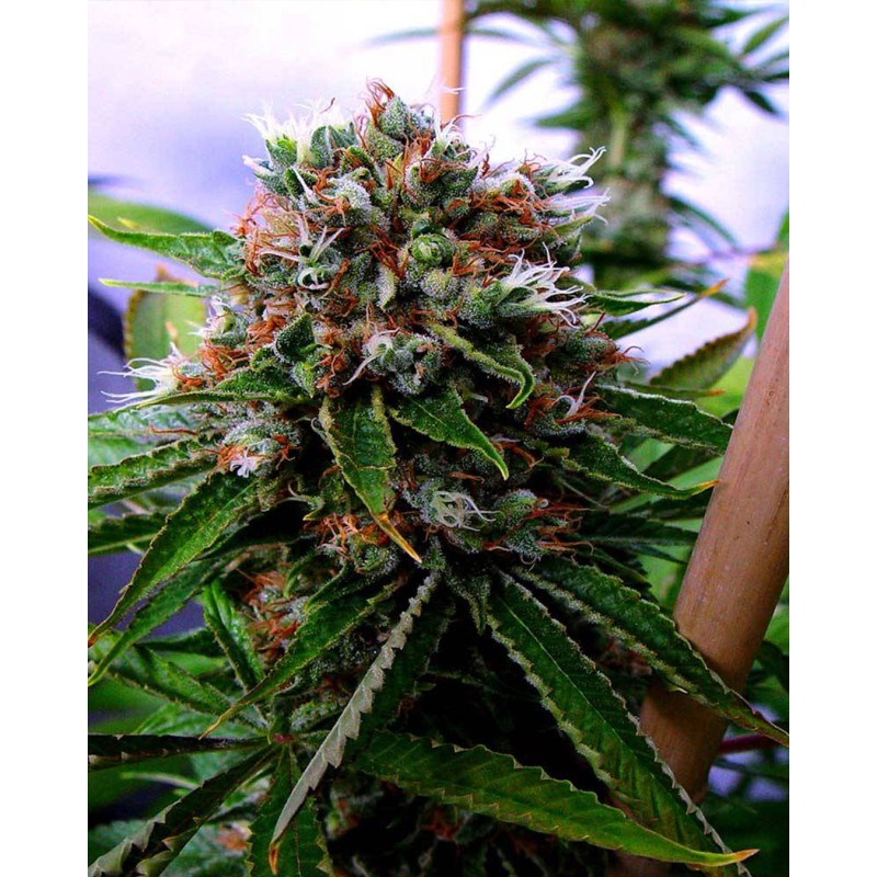 BUDDHA SISTER · Soma Seeds · semillas de marihuana · Fem