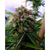 BUDDHA SISTER · Soma Seeds · semillas de marihuana · Fem