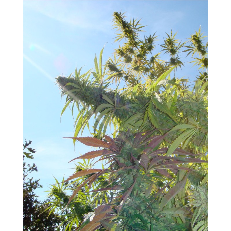KUSHADELIC · Soma Seeds · cannabis seeds · Fem