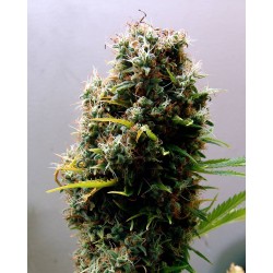 KUSHADELIC · Soma Seeds · cannabis seeds · Fem