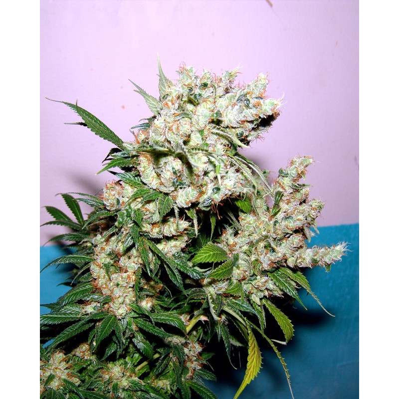 NYC DIESEL · Soma Seeds · semillas de marihuana · Fem