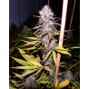 LAVENDER · Soma Seeds · semillas de marihuana · Fem
