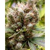 SOMALICIOUS · Soma Seeds · semillas de marihuana · Fem