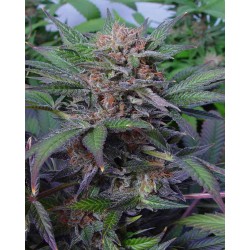 SOMANGO · Soma Seeds · semillas de marihuana · Fem