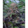 SOMANGO · Soma Seeds · cannabis seeds · Fem