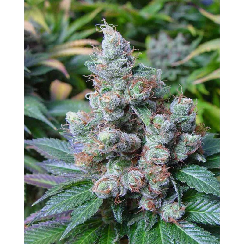 SOMARI · Soma Seeds · semillas de marihuana · Fem
