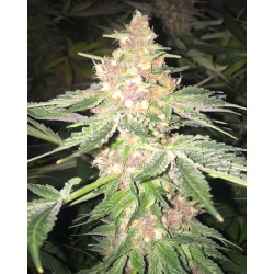 5 G · Soma Seeds · semillas de marihuana · Fem