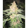 5 G · Soma Seeds · semillas de marihuana · Fem