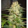 AFGHAN KUSH RYDER · World Of Seeds · semillas de marihuana · AutoFem