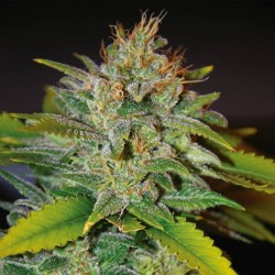 SKUNK 47 · World Of Seeds · semillas de marihuana · Fem