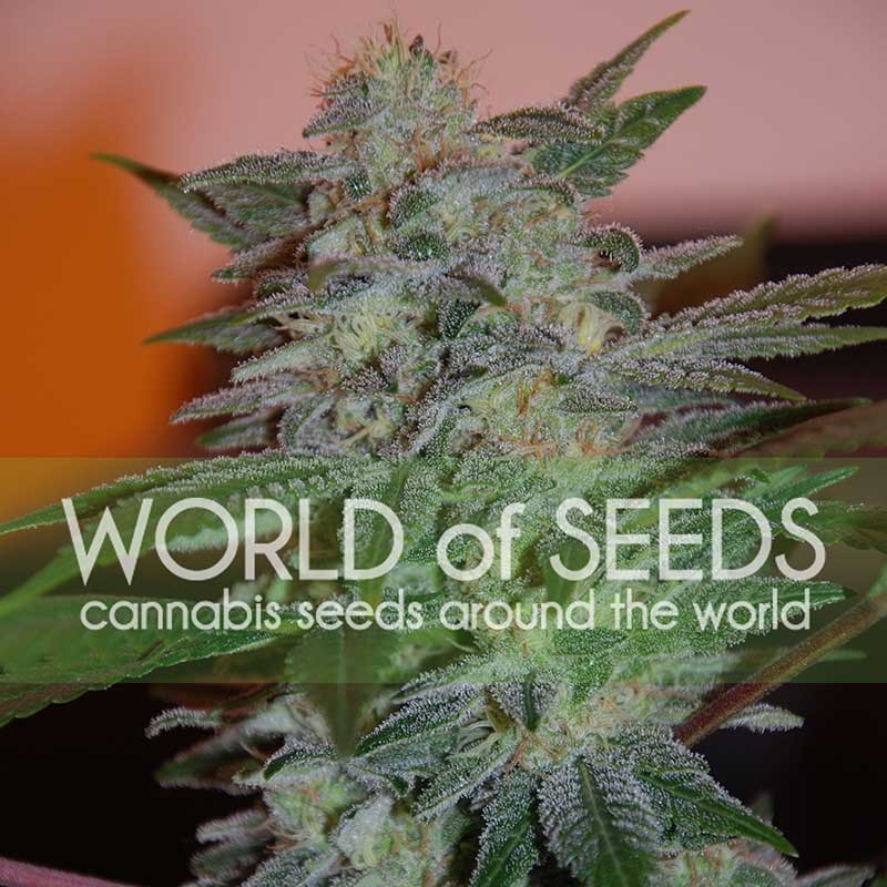 YUMBOLT 47 · World Of Seeds · semillas de marihuana · Fem