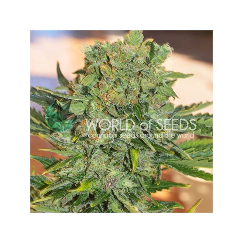 TONIC RYDER AUTO · World Of Seeds · semillas de marihuana · AutoFem