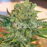 TONIC RYDER AUTO · World Of Seeds · semillas de marihuana · AutoFem