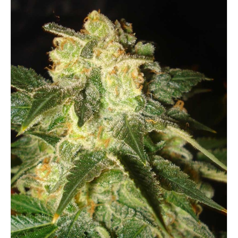 PAKISTAN RYDER · World Of Seeds · semillas de marihuana · AutoFem