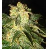 PAKISTAN RYDER · World Of Seeds · semillas de marihuana · AutoFem