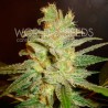 NORTHERN LIGHT X BIG BUD · World Of Seeds · semillas de marihuana · Fem