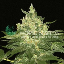 AFGHAN KUSH · World Of Seeds · semi di canapa · Fem