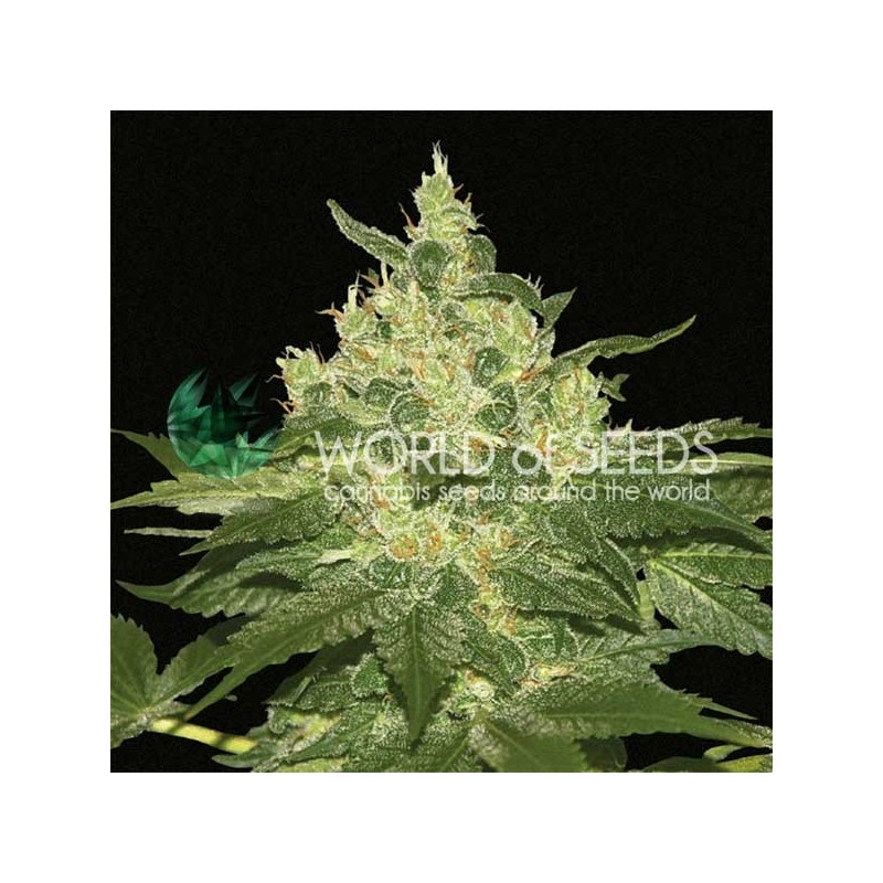 AFGHAN KUSH · World Of Seeds · semillas de marihuana · Fem