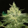 AFGHAN KUSH · World Of Seeds · semi di canapa · Fem
