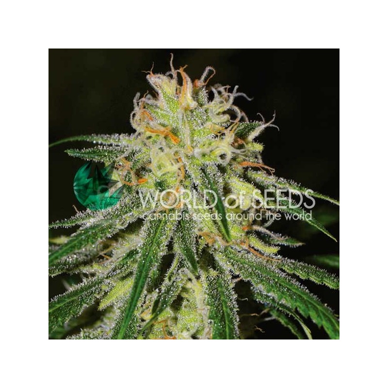 AMNESIA EARLY HARVEST · World Of Seeds · semillas de marihuana  · Fem