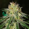 AMNESIA EARLY HARVEST · World Of Seeds · semi di canapa  · Fem