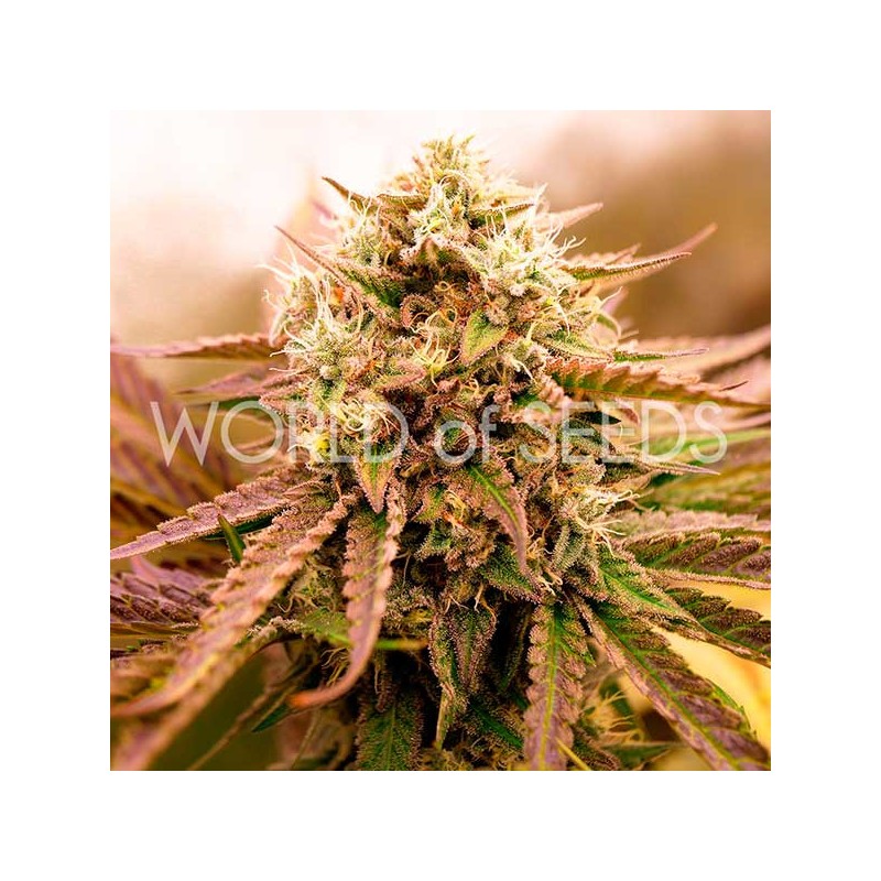 APPALACHIAN KUSH EARLY VERSION · World Of Seeds · cannabis seeds · Fem