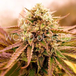 APPALACHIAN KUSH · World Of...