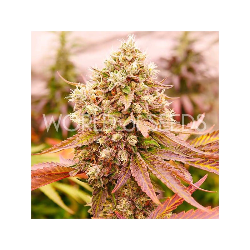 BURGER KUSH · World Of Seeds · semillas de marihuana  · Fem