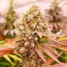 BURGER KUSH · World Of Seeds · semillas de marihuana  · Fem
