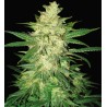 COLOMBIAN GOLD RYDER AUTO · World Of Seeds · semillas de marihuana · AutoFem