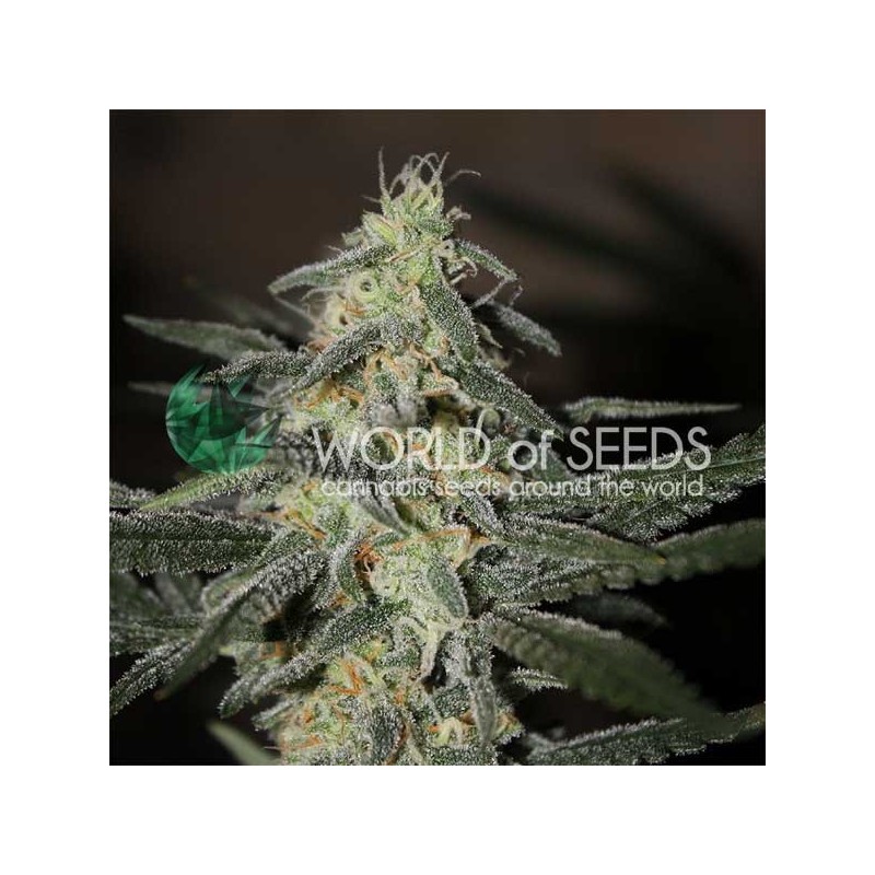 NORTHERN LIGHTS X BIG BUD EARLY VERSION · World Of Seeds · semillas de marihuana  · Fem