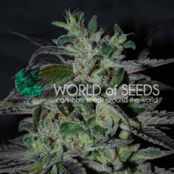 STRAWBERRY BLUE EARLY VERSION · World Of Seeds · semi di canapa  · Fem