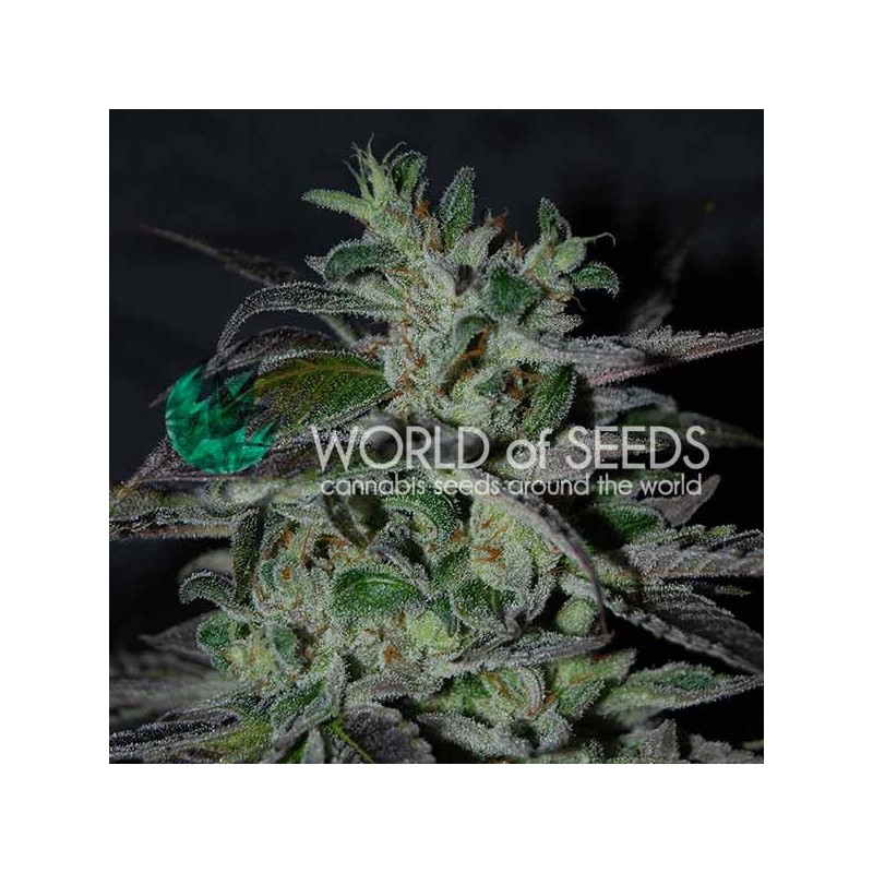 STRAWBERRY BLUE EARLY VERSION · World Of Seeds · cannabis seeds · Fem