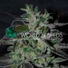STRAWBERRY BLUE EARLY VERSION · World Of Seeds · semillas de marihuana  · Fem