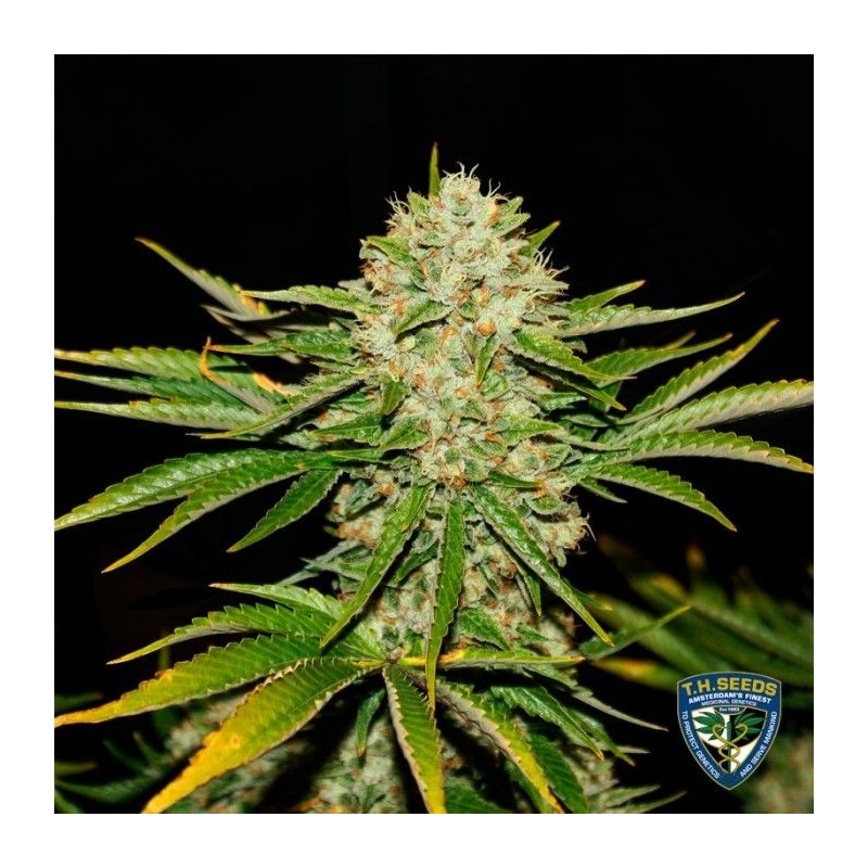 WRECKAGE · TH Seeds  · semillas de marihuana · Reg