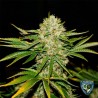 WRECKAGE · TH Seeds  · semi di marijuana · Reg