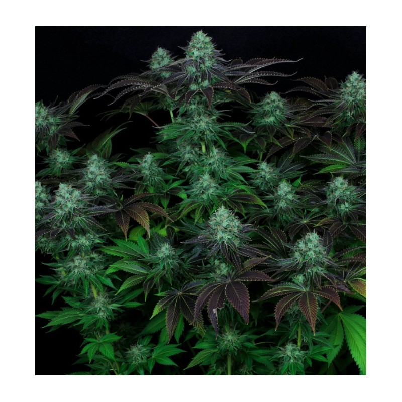 DARKSTAR · TH Seeds · semillas de marihuana · Reg