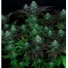DARKSTAR  · TH Seeds · cannabis seeds · Reg