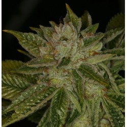 MK ULTRA · cannabis seeds ·...