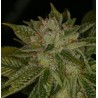 MK ULTRA · TH Seeds · semillas de marihuana · Reg