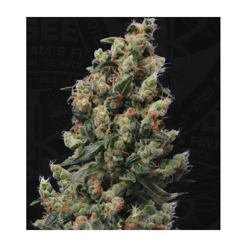 KUSHAGE · TH Seeds · semillas de marihuana · Reg