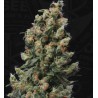 KUSHAGE · TH Seeds · semillas de marihuana · Reg