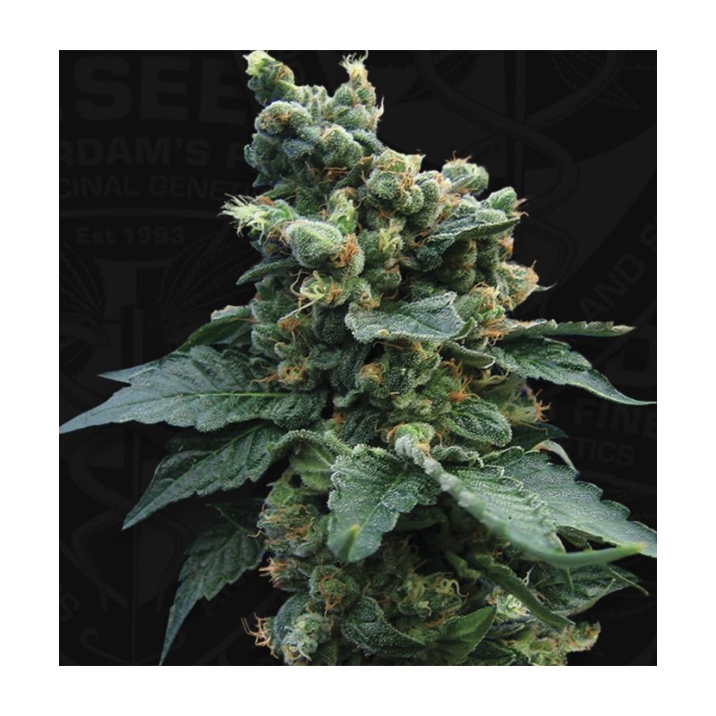 SAGE N SOUR · TH Seeds · cannabis seeds · Reg