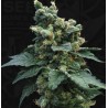 SAGE N SOUR · TH Seeds · semi di canapa indiana · Reg