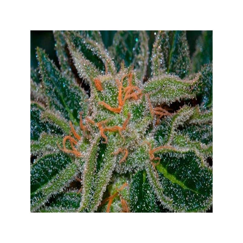 SKUNK XXX · TH Seeds · semillas de marihuana · Reg