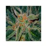 SKUNK XXX · TH Seeds · semillas de marihuana · Reg
