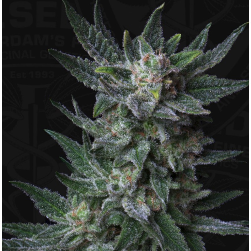 AUTO BUBBLEGUM · TH Seeds · semillas de marihuana · AutoFem