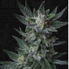 AUTO BUBBLEGUM · TH Seeds · cannabis seeds · AutoFem