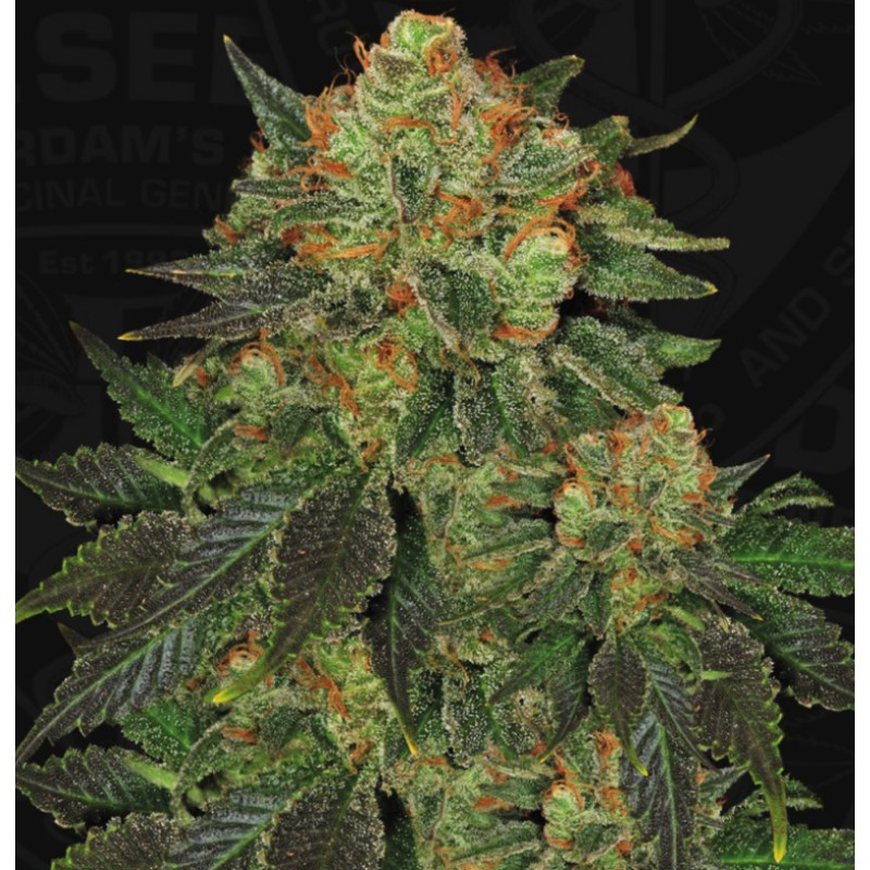 BUBBLEGUM · TH Seeds · semillas de marihuana · Fem